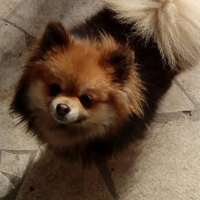 mira du pin franc