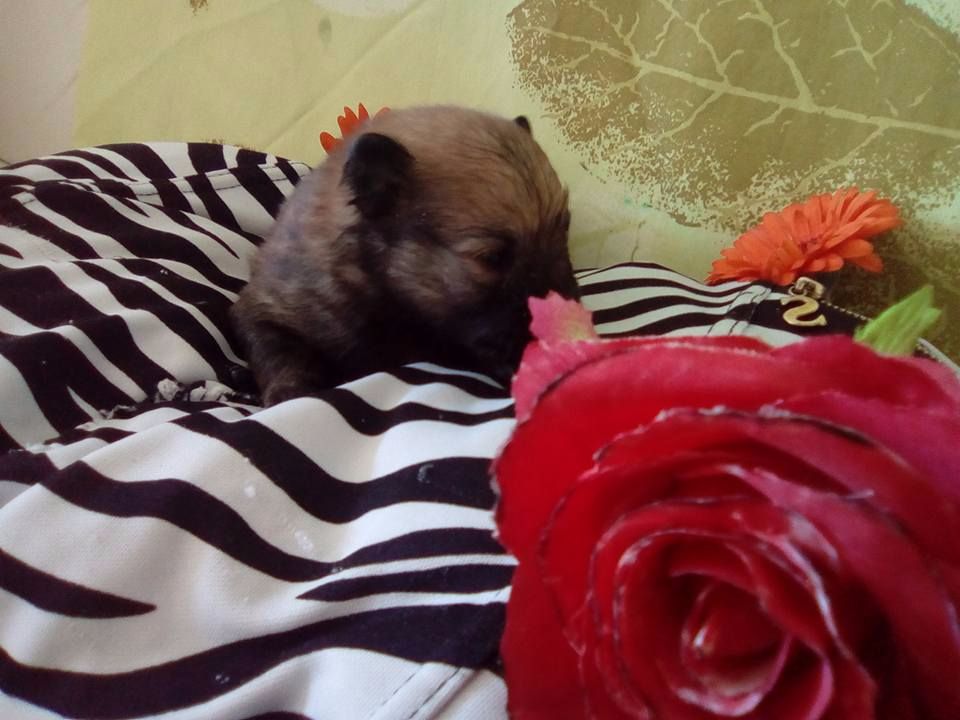 nos bebe